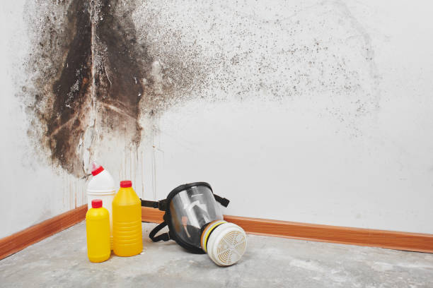 Professional Mold Removal in Wolverine Lake, MI