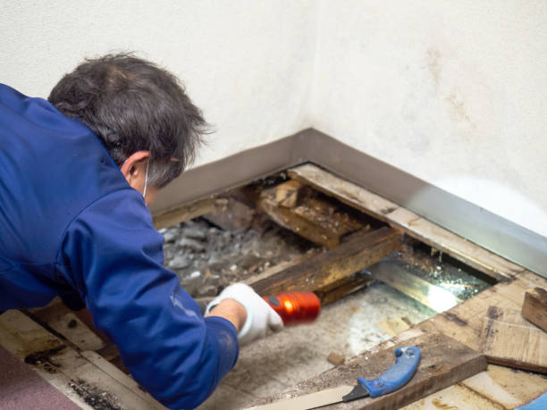 Best Mold Damage Repair  in Wolverine Lake, MI