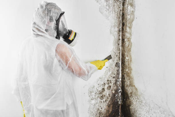 Best Crawl Space Mold Removal  in Wolverine Lake, MI