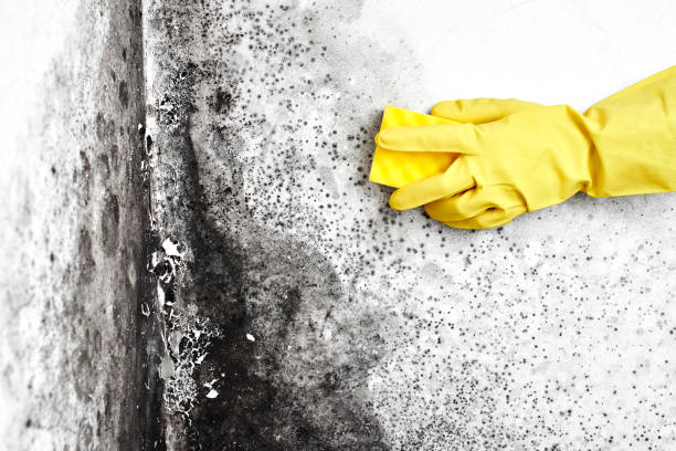 Best Commercial Mold Removal  in Wolverine Lake, MI