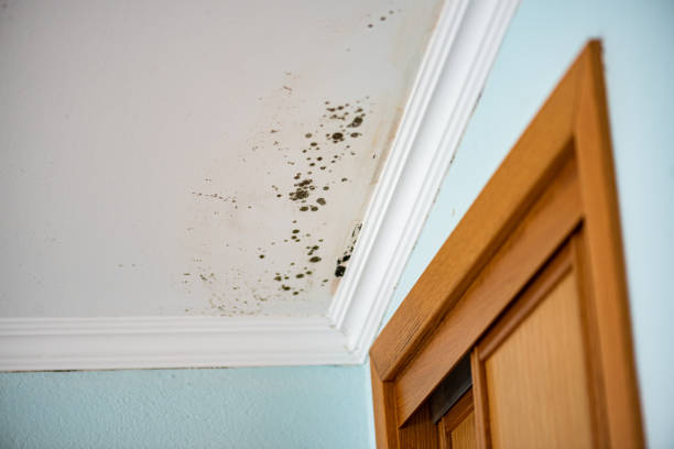 Best Affordable Mold Removal  in Wolverine Lake, MI