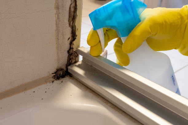 Attic Mold Removal in Wolverine Lake, MI