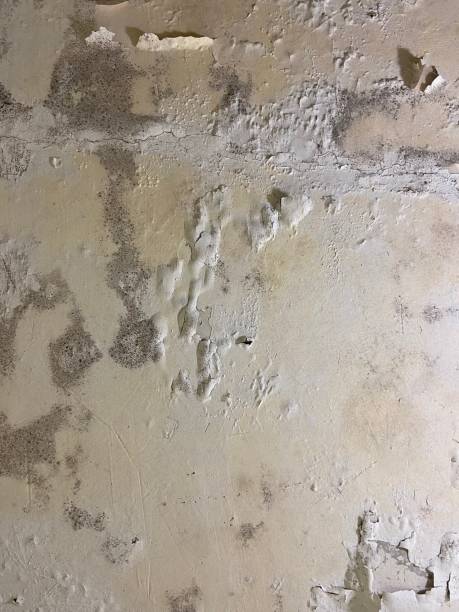 Best Mold Damage Repair  in Wolverine Lake, MI