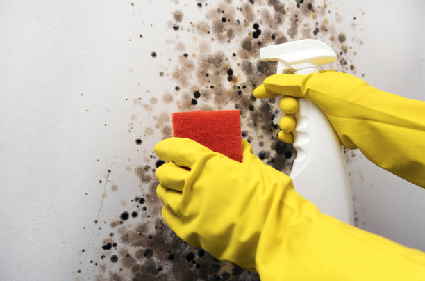 Best Emergency Mold Removal  in Wolverine Lake, MI