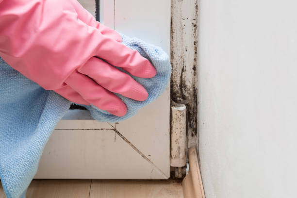 Best Mold Removal and Inspection  in Wolverine Lake, MI