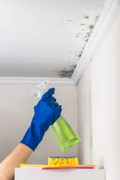 Mold Removal and Inspection in Wolverine Lake, MI